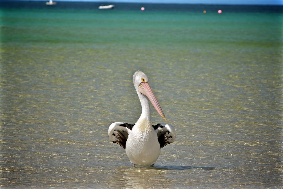 Pelican