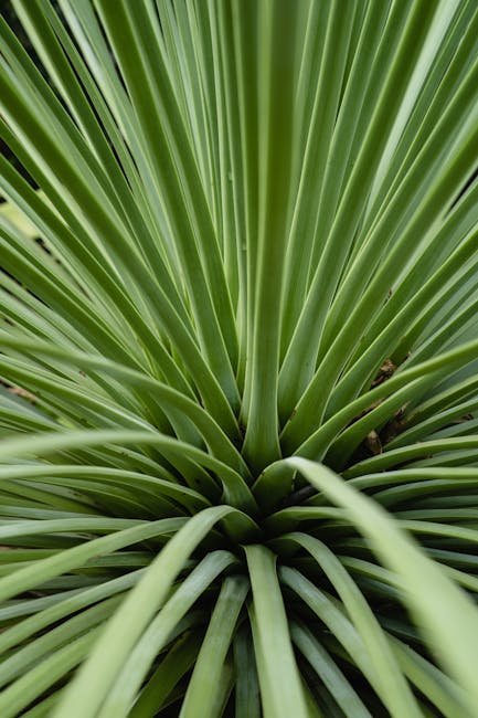 Yucca