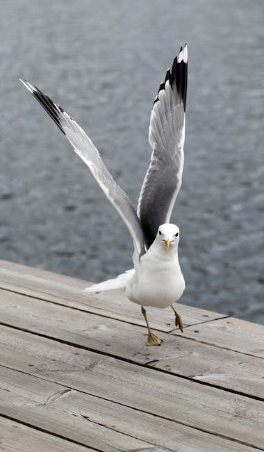 Seagull