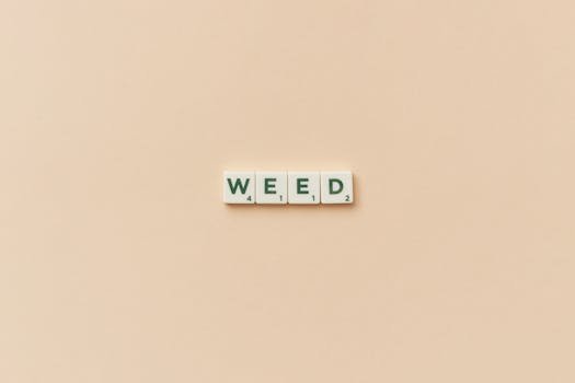 Christmas Genius image