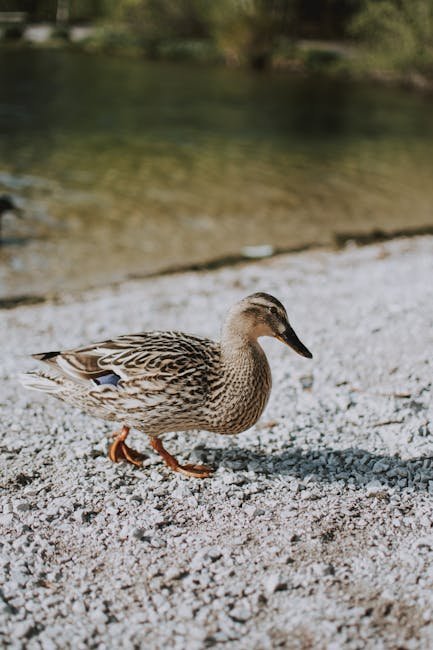 Duck