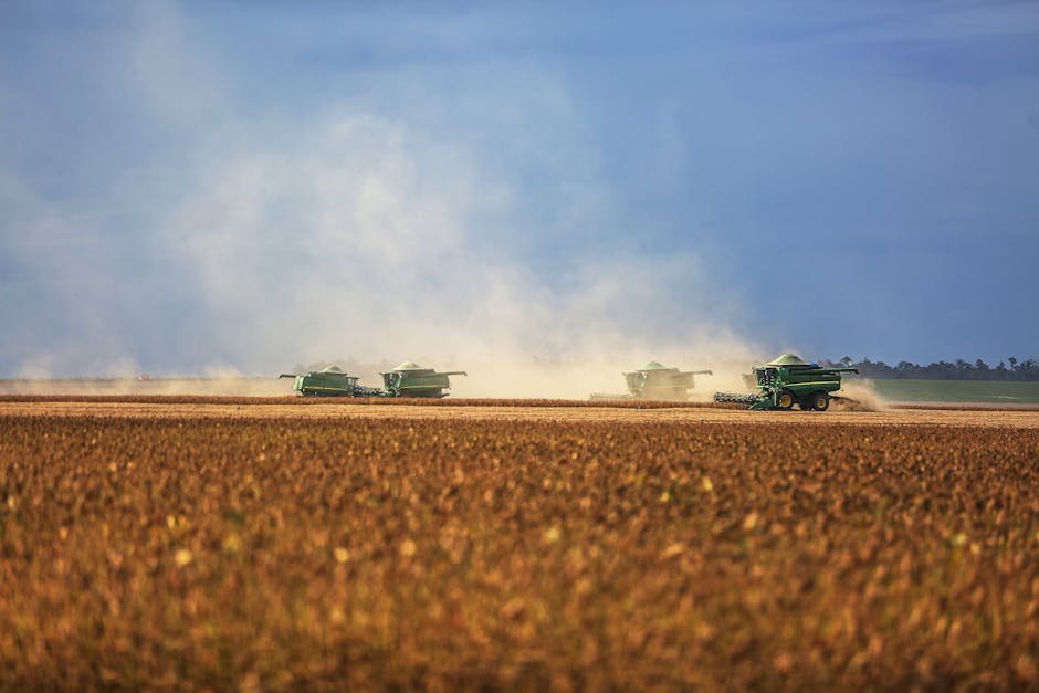 Soybean Oil