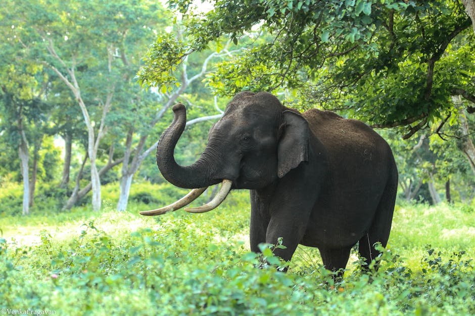 Elephant