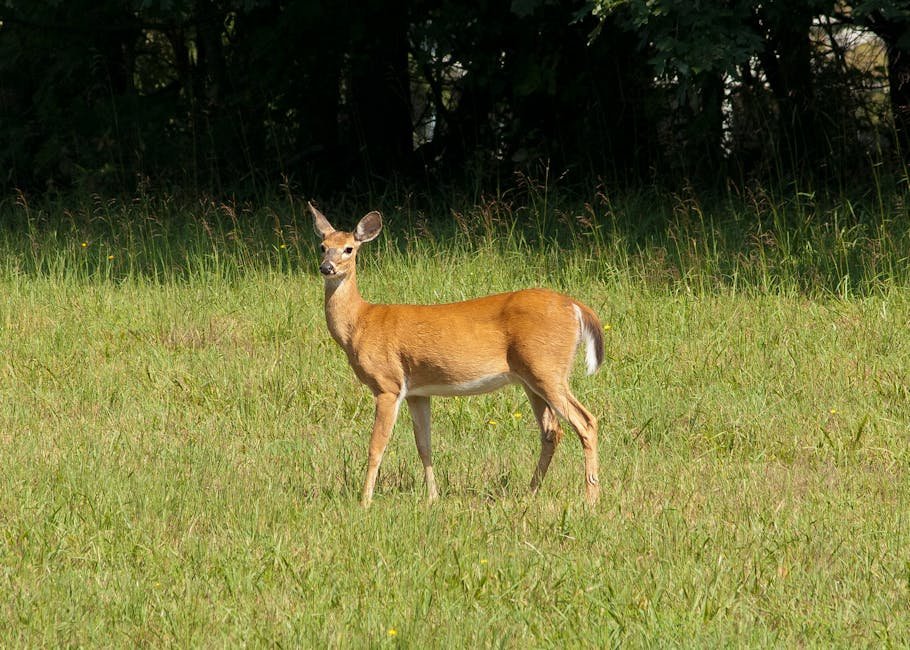 Deer